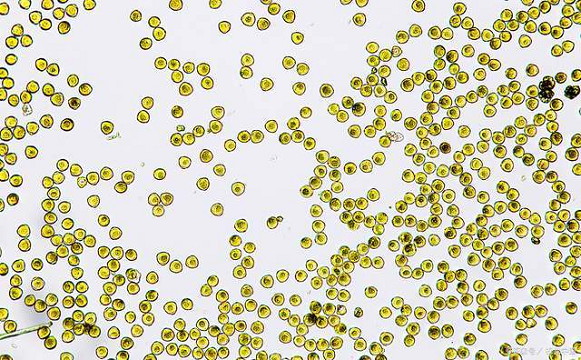 食藥監局藥品安全評價實驗室的顯微鏡應用